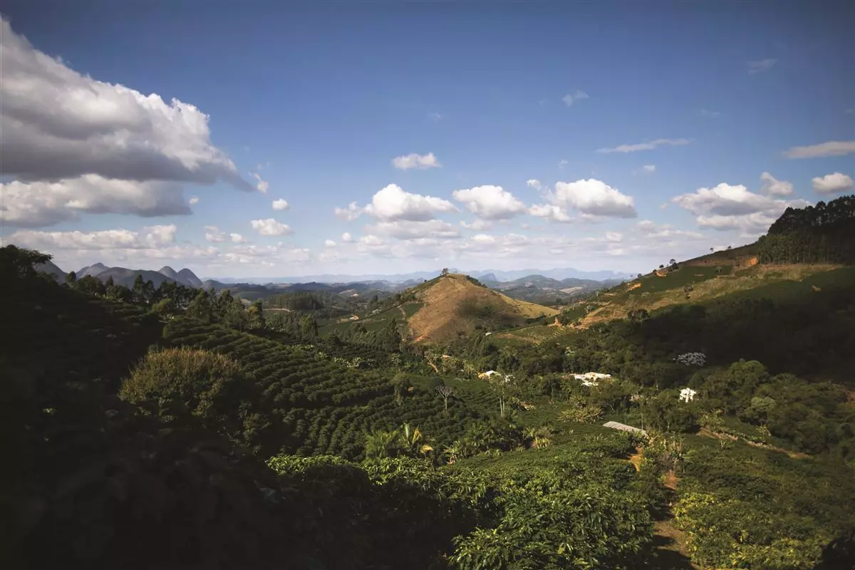 Quais os possíveis impactos do El Niño na safra brasileira de café 2024/2025?